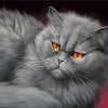 Mad Grey Cat paint by numbers