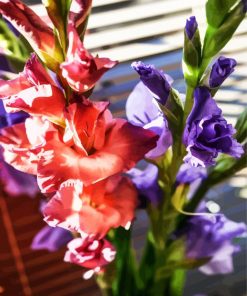 Peachy and Purple Gladiola paint by numbers