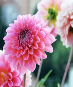 Pink Dahlia Flowers paint by numbers