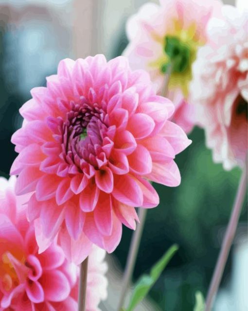 Pink Dahlia Flowers paint by numbers
