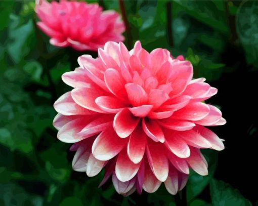 Pink Dahlia paint by numbers