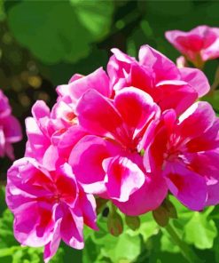 Pink Geraniums Flower paint by numbers
