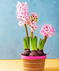 Pink Hyacinth paint by numbers