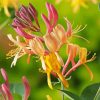 Pink and Yellow Honeysuckle paint by numbers