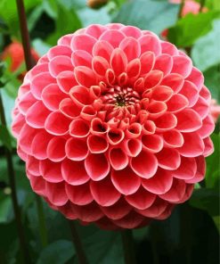 Pink Blooming Dahlia Flower paint by numbers