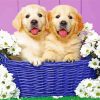 Puppies in Basket paint by numbers