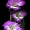 Purple Gladiola Flowers paint by numbers