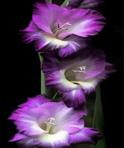 Purple Gladiola Flowers paint by numbers