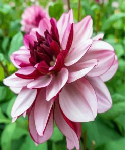 Red and White Dahlia paint by numbers