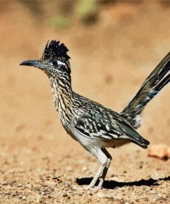 Road Runner Bird paint by numbers