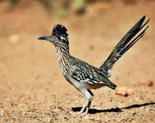 Road Runner Bird paint by numbers