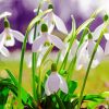 Snowdrops Flowers paint by numbers
