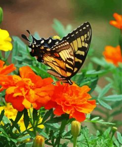 Swallowtail on Marigolds paint by numbers