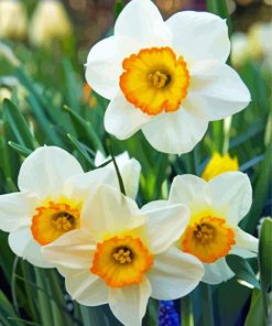 White Narcissus Flowers paint by numbers