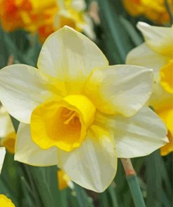 White Narcissus paint by numbers