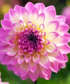 Yellow Purple Dahlia paint by numbers