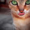 Abyssinian Cat paint by numbers