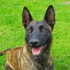 Adorable Dutch Shepherd paint by numbers