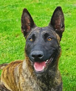 Adorable Dutch Shepherd paint by numbers