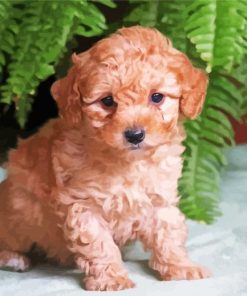 Aesthetic Maltipoo Puppy paint by numbers