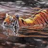 Aesthetic Realistic Tiger Animal in Water paint by numbers
