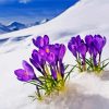 Aesthetic Spring Flower in Snow paint by numbers