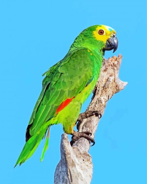 Green Amazon Parrot paint by numbers