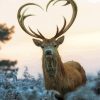 Beautiful Deer Heart paint by numbers