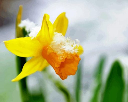 Beautiful Spring Flower in Snow paint by numbers