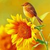 Bird and Sunflower paint by numbers