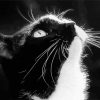 Black and White Tuxedo Cat paint by numbers
