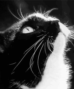 Black and White Tuxedo Cat paint by numbers
