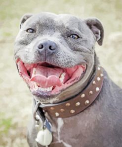 Grey Staffy Dog paint by numbers