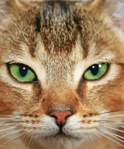 Close Up Abyssinian Cat paint by numbers