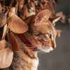 Cute Abyssinian Cat paint by numbers