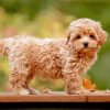 Cute Maltipoo Dog paint by numbers