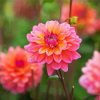 Dahlia Coral Flower paint by numbers