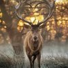 Deer Animal Heart paint by numbers
