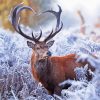 Deer Heart in Winter PAINT BY NUMBERS