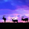Deers Animals At Sunset paint by numbers