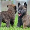 Dutch Shepherd Puppies paint by numbers