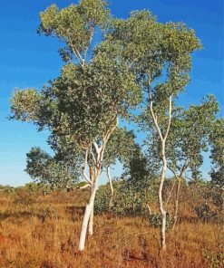 Eucalyptus Trees paint by numbers