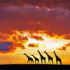 Giraffes Animals Silhouette At Sunset paint by numbers