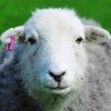 Herdwick Sheep Face paint by numbers