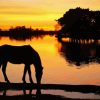 Horse Silhouette in New Forest National Park paint by numbers