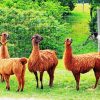 Llamas Animal paint by numbers