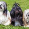 Lhasa Apso Puppies paint by numbers