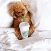 Maltipoo Dog in Bed paint by numbers