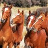 Native Brown Horses paint by numbers