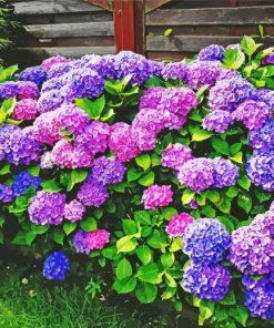 Purple Hydrangeas Flowers paint by numbers